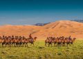 travel to Mongolia