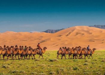 travel to Mongolia