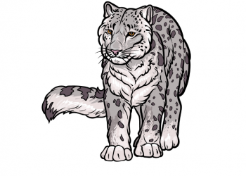 Draw A Snow Leopard