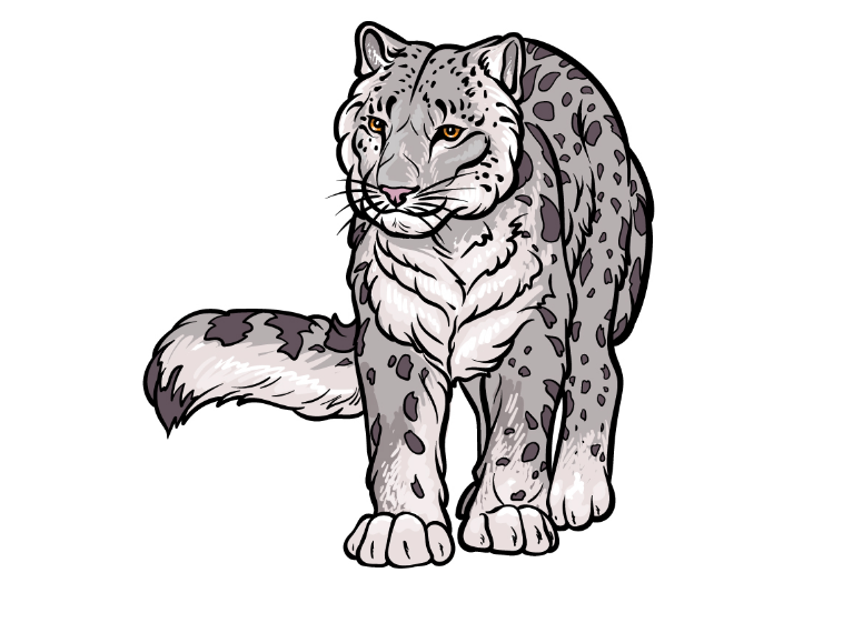Draw A Snow Leopard