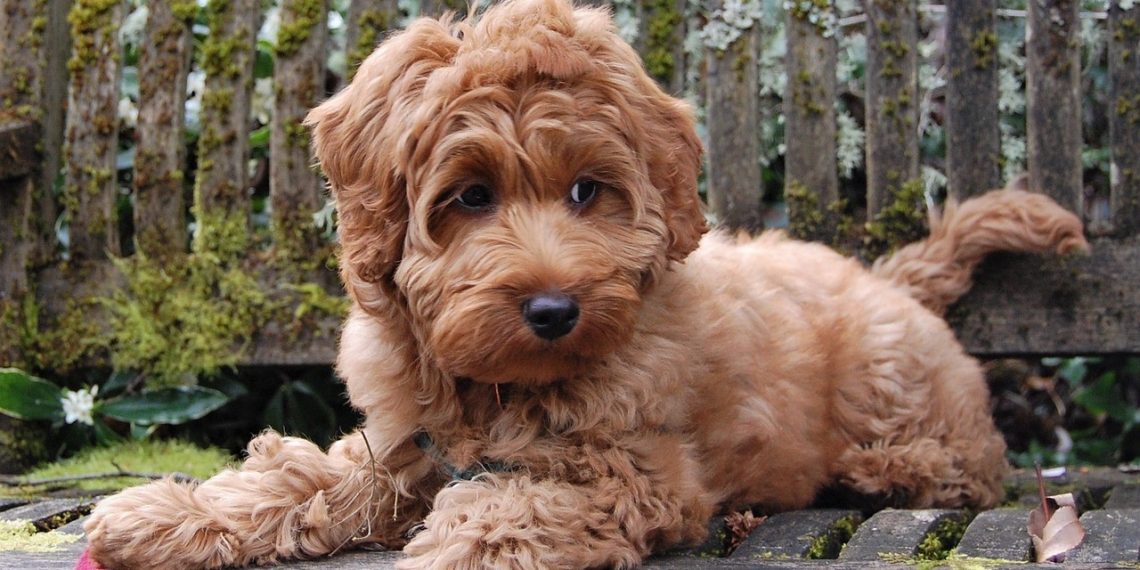 Mini Labradoodle Puppies