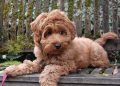 Mini Labradoodle Puppies